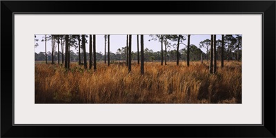 Dried grass and trees in a forest, Venice, Sarasota County, Florida