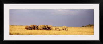 Elephant Herd Maasai Mara Kenya