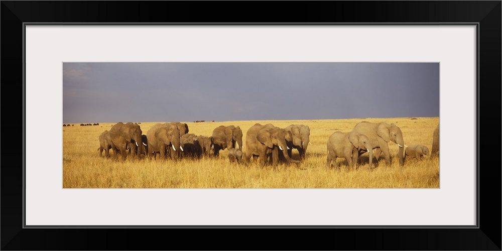 Elephant Herd Maasai Mara Kenya