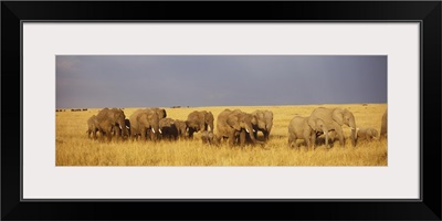 Elephant Herd Maasai Mara Kenya