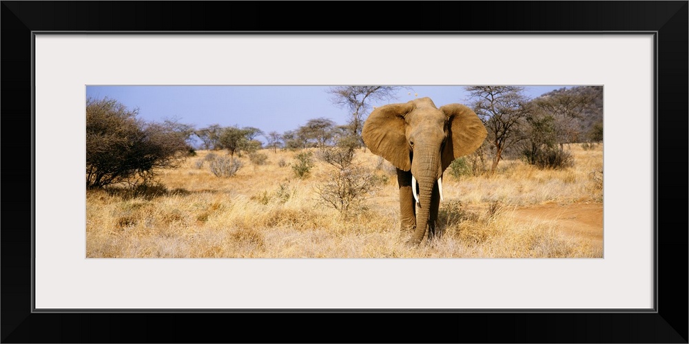 A large elephant stands in a dry field in Africa and is skewed to the right side of the wide angle picture.