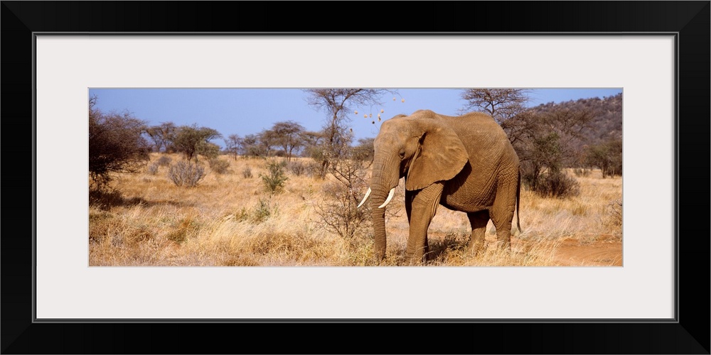 Elephant Kenya Africa