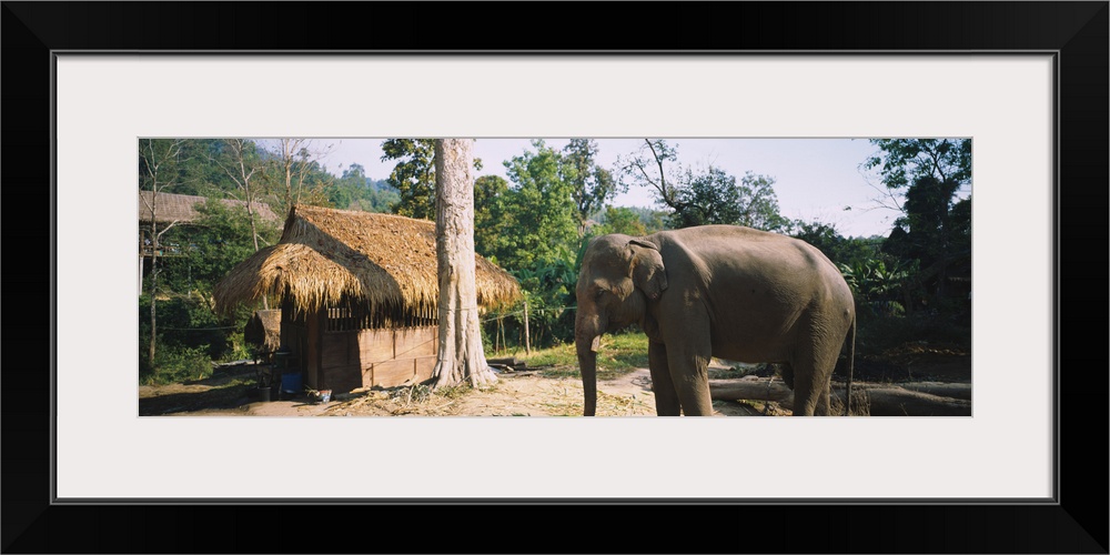 Elephant standing outside a hut in a village, Chiang Mai, Thailand