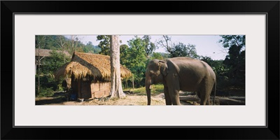 Elephant standing outside a hut in a village, Chiang Mai, Thailand