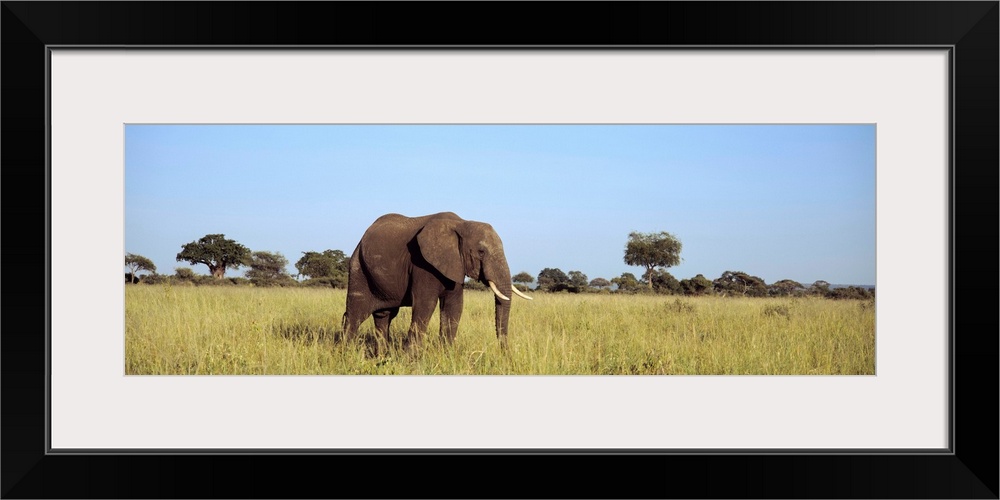 Elephant Tarangire Tanzania Africa