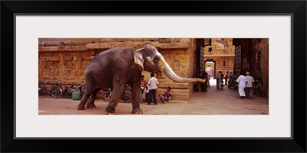 Elephant walking on the street, Tamil Nadu, India