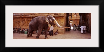 Elephant walking on the street, Tamil Nadu, India