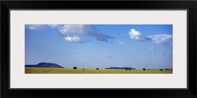 Elephants Serengeti Tanzania Africa