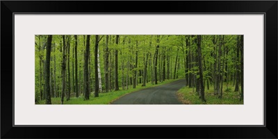 Empty road passing through a forest, Peninsula State Park, Door County, Wisconsin