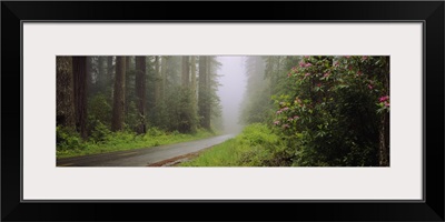 Empty road passing through a forest, Redwood National Park, California