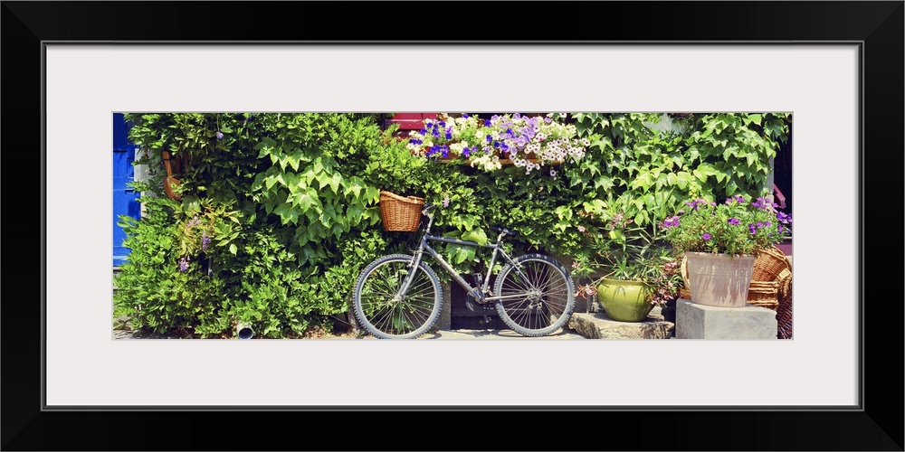 This panoramic decorative accent is a photograph of a bicycle with a basket leans against a foliage covered wall on a ston...