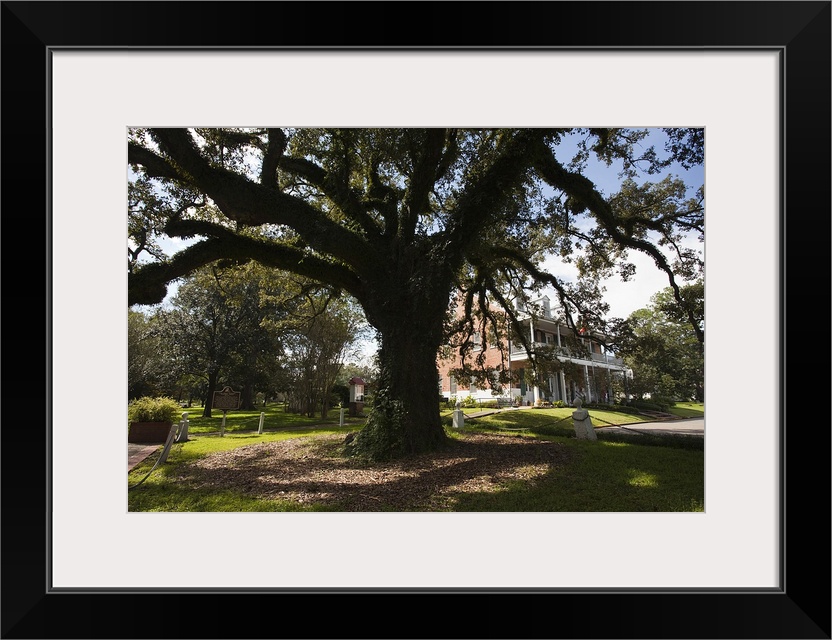 Evangeline oak tree in a garden, St. Martinville, St. Martin Parish, Louisiana