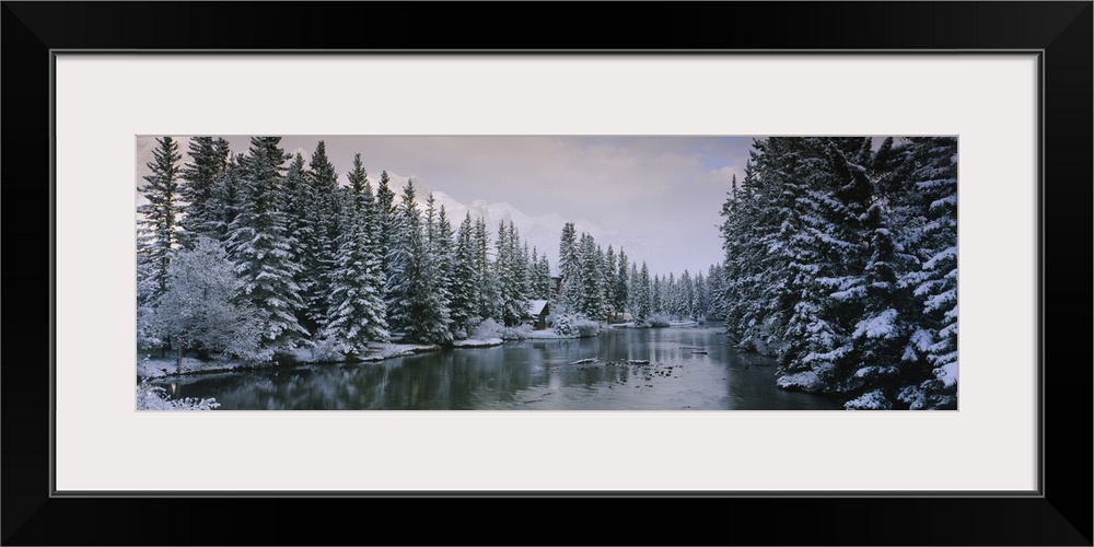 Evergreen trees covered with snow, Policemans Creek, Canmore, Alberta, Canada