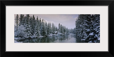 Evergreen trees covered with snow, Policemans Creek, Canmore, Alberta, Canada