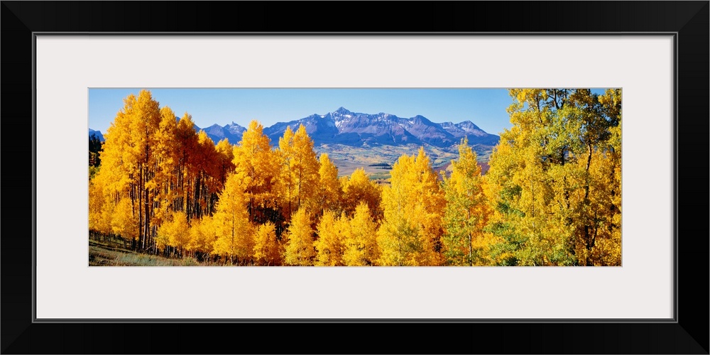 Panoramic photograph shows a brightly colored dense woodland with a backdrop of a large mountain range in the far distance.