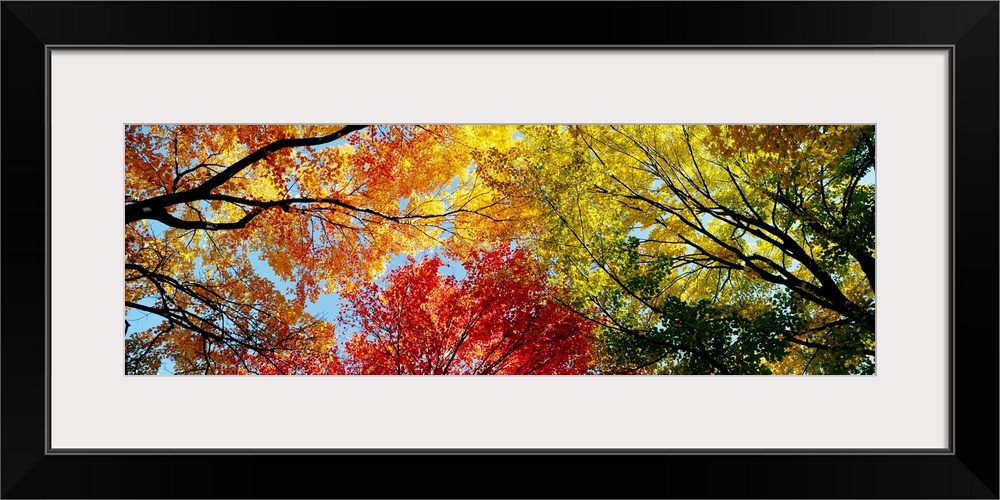 A wide panoramic photograph looking up into a canopy of leaves in autumn.