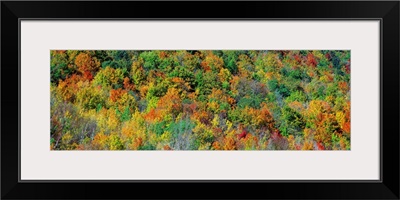 Fall Foliage Catskill Park NY