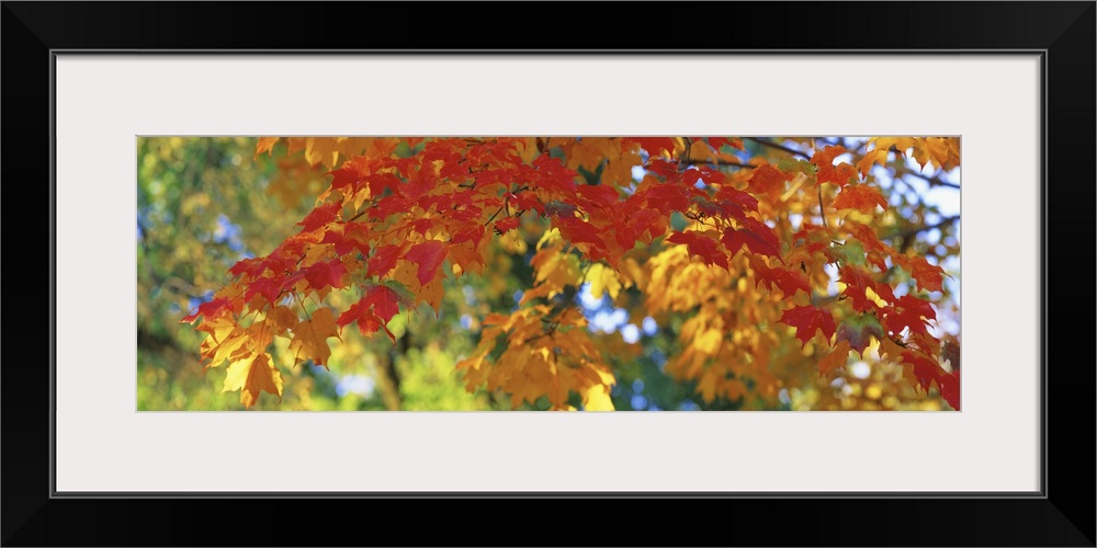 A panoramic photograph of a branch of autumn leaves consisting of several colors.