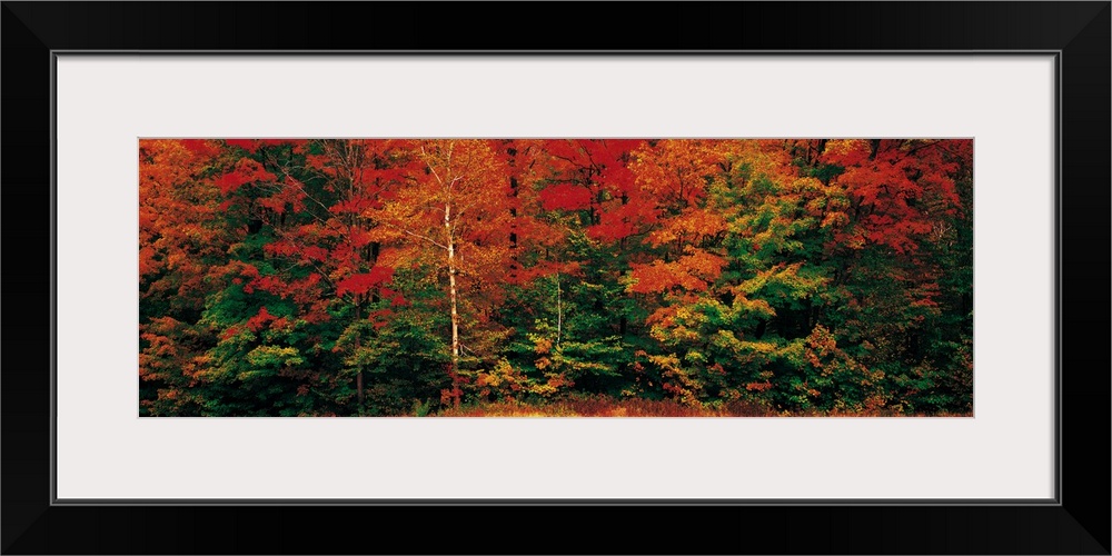 Panoramic photograph of dense forest filled with trees covered in autumn leaves.