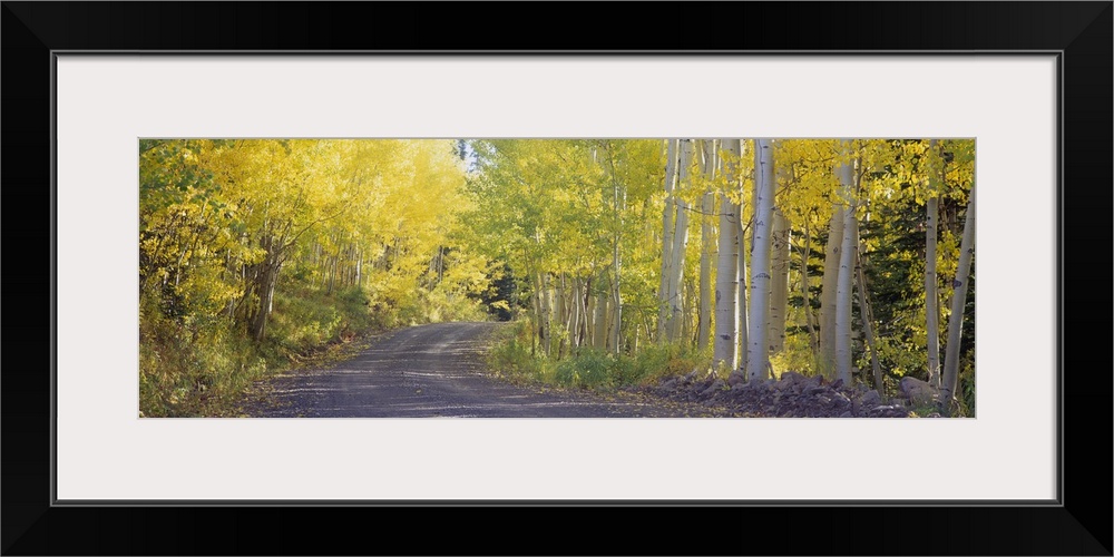 This large panoramic photograph shows a road that is lined with birch trees that have light green and yellow leaves.