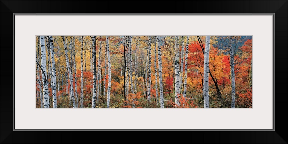 Panoramic photograph of trees in autumn.  Some tree have completely bare branches while others are fully covered in fall f...