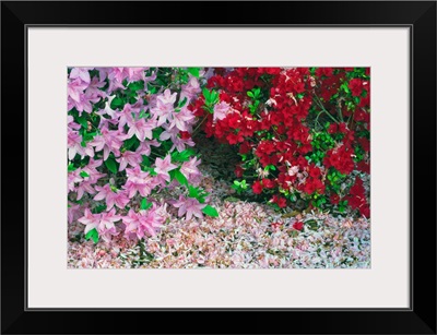 Fallen flower petals around blooming azalea flowers, close up, Maryland