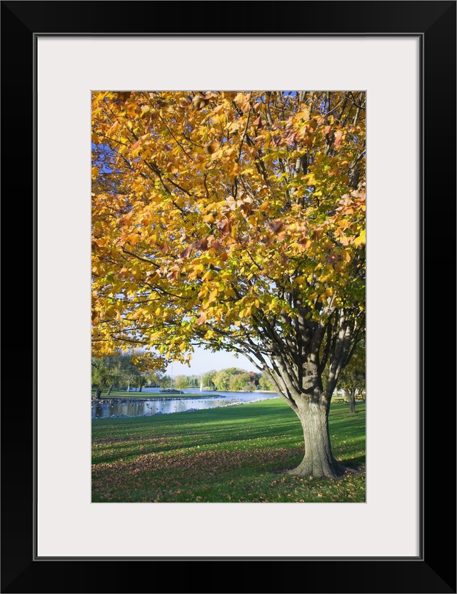 Fallen leaves around autumn color tree, Iowa