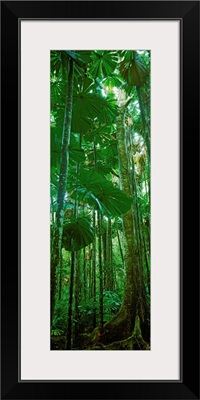 Fan palm trees in a forest, Daintree National Park, Queensland, Australia