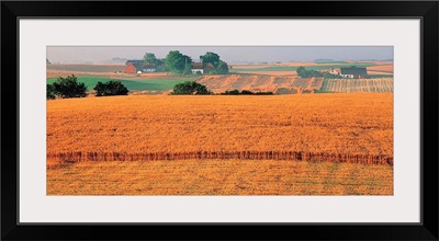 Farm Scene Sweden