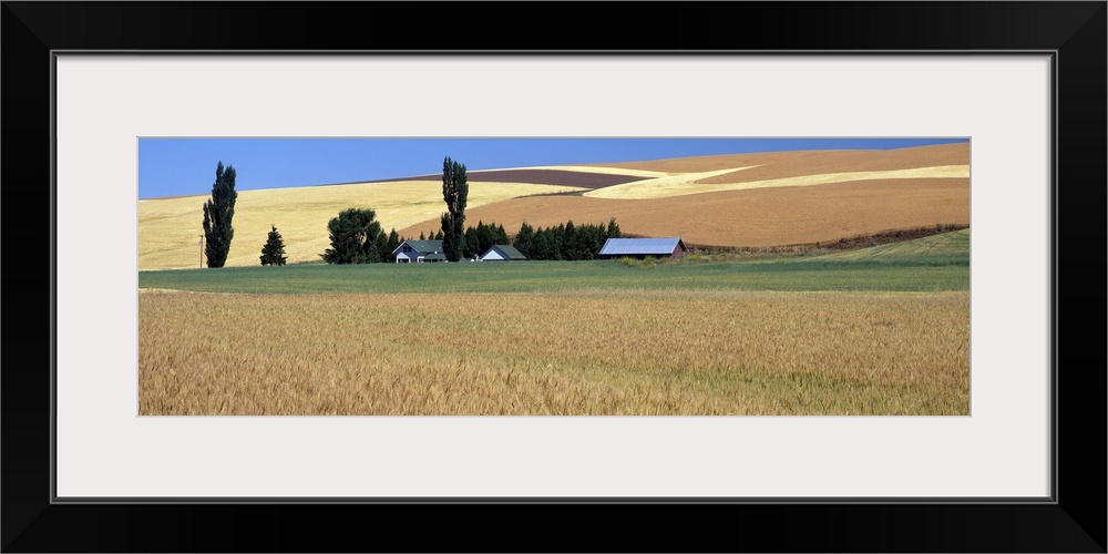 Farm & wheat field St John WA