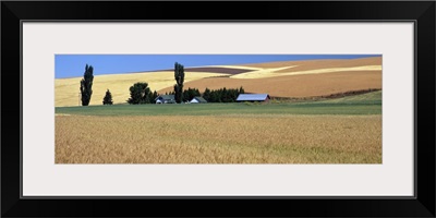 Farm & wheat field St John WA