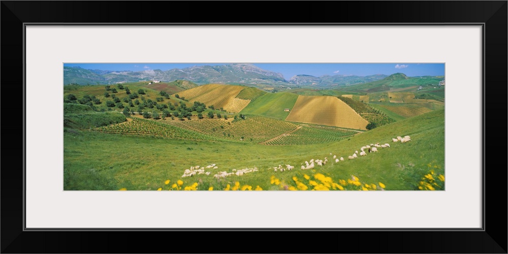 Farmland & Sheep Sicily Italy