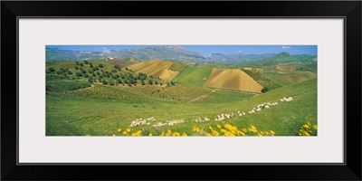 Farmland & Sheep Sicily Italy