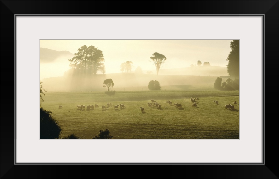 Farmland & Sheep Southland New Zealand