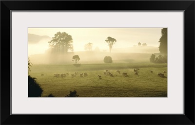 Farmland & Sheep Southland New Zealand