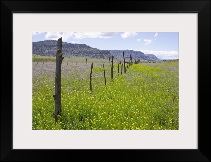 Fence Row And Blooming Wildflowers