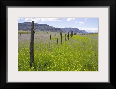 Fence Row And Blooming Wildflowers