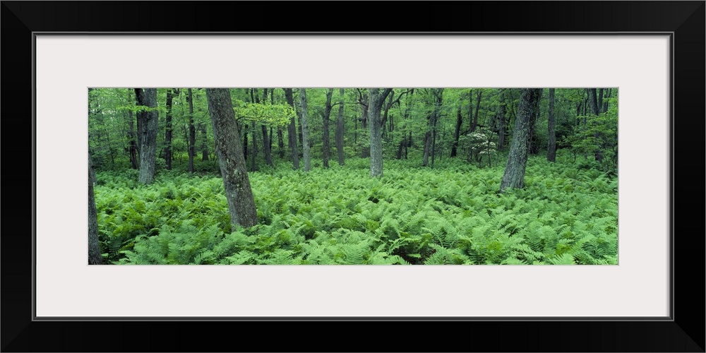 Fern Covered Forest Floor Shenandoah National Park VA