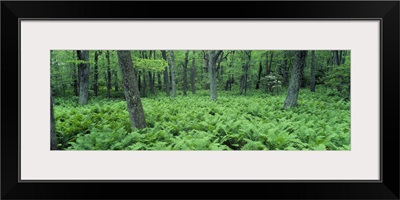 Fern Covered Forest Floor Shenandoah National Park VA