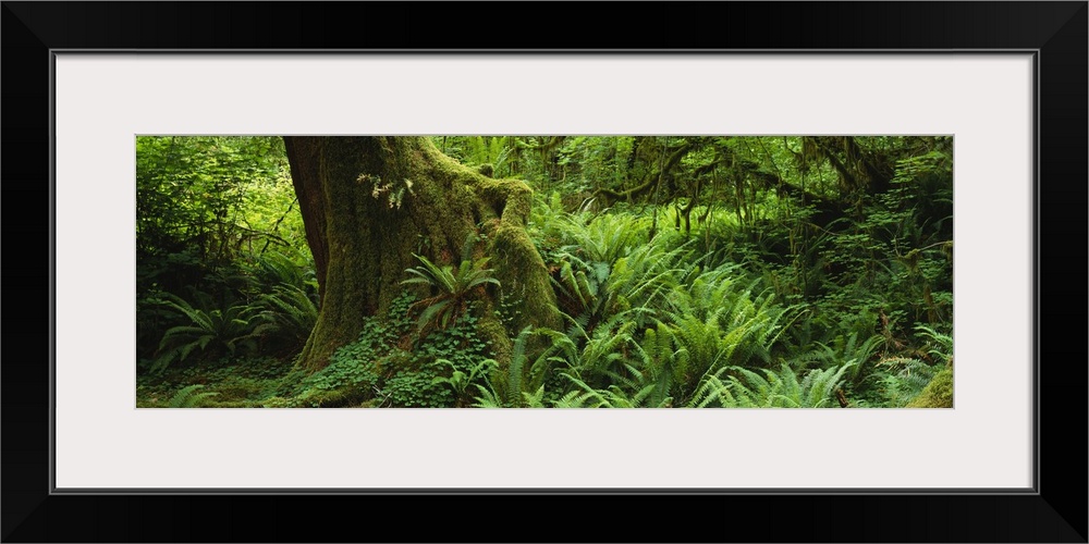 Ferns and vines along a tree with moss on it, Hoh Rainforest, Olympic National Forest, Washington State