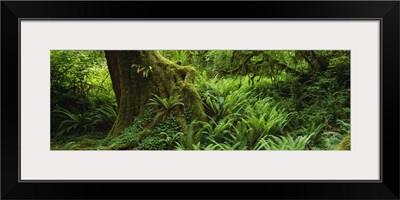 Ferns and vines along a tree with moss on it, Hoh Rainforest, Olympic National Forest, Washington State