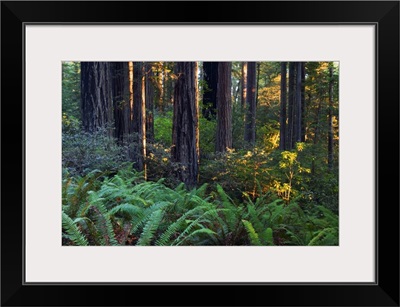 Ferns growing among redwood trees, Redwood National Park, California
