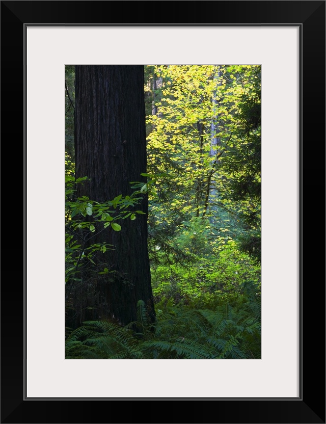 Ferns growing beside redwood tree, Redwood National Park, California