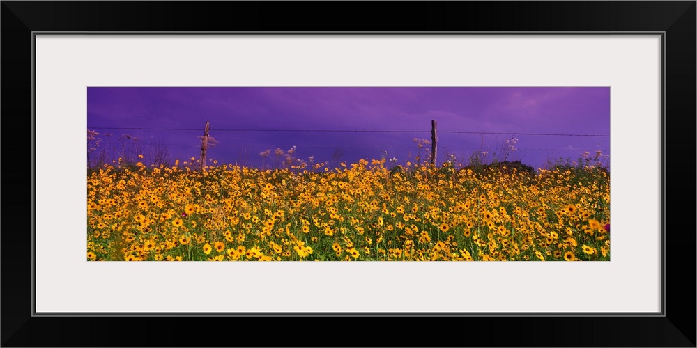 Field Coreopsis Flowers TX