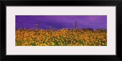 Field Coreopsis Flowers TX