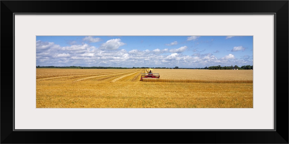 Oversized, landscape photograph of a golden wheat field that is half harvested by a combine in the middle of the image.  A...