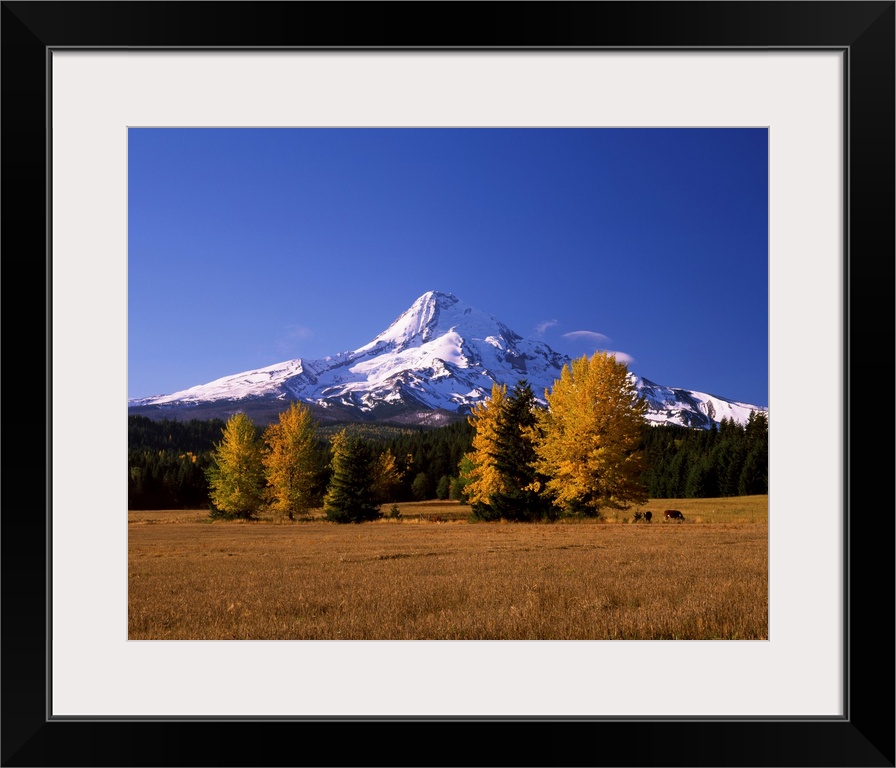 Crop in a field with a mountain range in the background, Mt Hood, Upper Hood River Valley, Oregon, USA