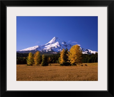 Field near Mt Hood, Upper Hood River Valley, Oregon