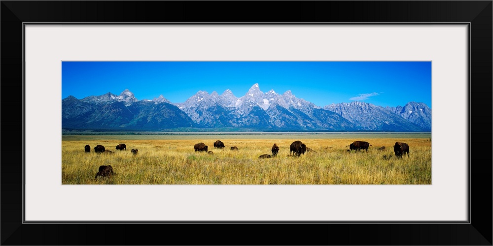 A photograph of bison grazing in the foreground on the plains with mountains in the distance on this panoramic picture.