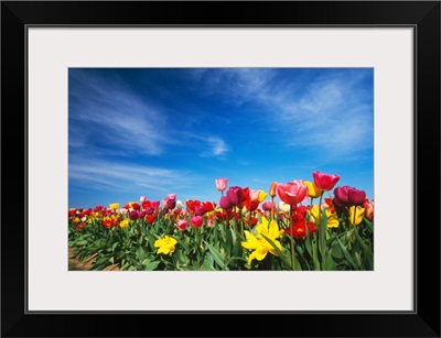 Field of blooming tulip flowers, Willamette Valley, Oregon, united states,